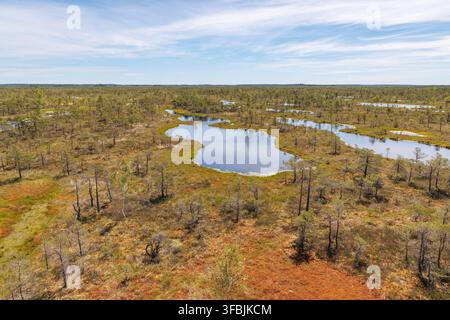 Aerial view of Bog pools and sparse trees in Kemeri National Park, Latvia Stock Photo