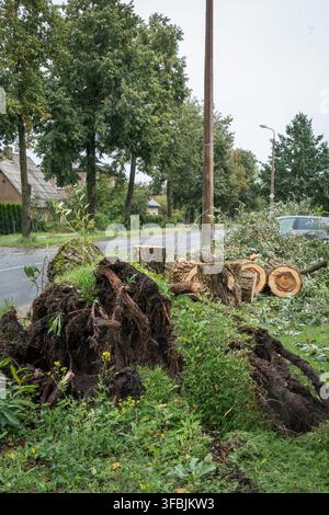 Riga, Latvia - 23 August 2026: View of a fallen tree with exposed roots and cut logs lying on the roadside after a storm, with green trees and a stree Stock Photo