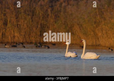 Two humped swans in the evening light in the trickle fields near Muenster - cygnus olor Stock Photo
