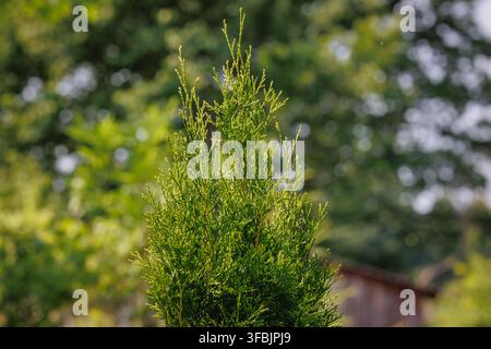 Closeup on a top of thuja tree growing in a garden in Poland Stock Photo