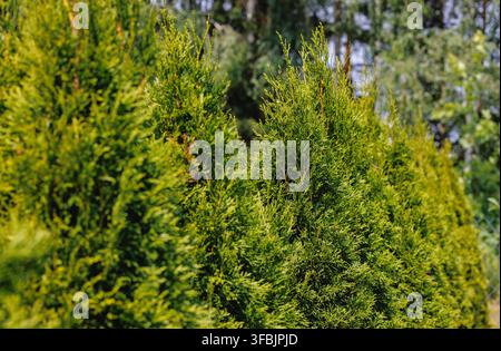 Row of green thuja plants forming a garden hedge in Poland Stock Photo