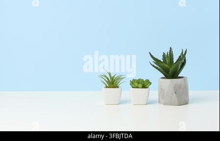 Three ceramic pots with plants on a white table, blue background, copy space Stock Photo