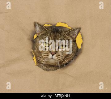 Gray cat with yellow eyes curiously peeking through a torn hole in brown paper with a yellow background Stock Photo