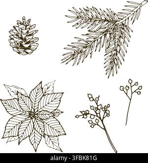 Pine branch, poinsettia, berries and pine cone drawing in vector style, creating a festive winter botanical collection suitable for cards, packaging, Stock Vector