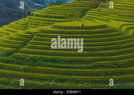 Heart Rice Paddy Vibrant green rice paddy fields stretching across the rural landscape ...