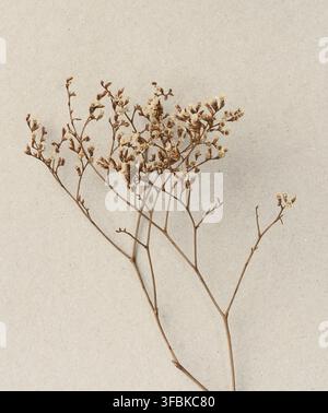 A thin branch of brown dried flowers with small beige inflorescences, located on a gray background with a cardboard texture Stock Photo