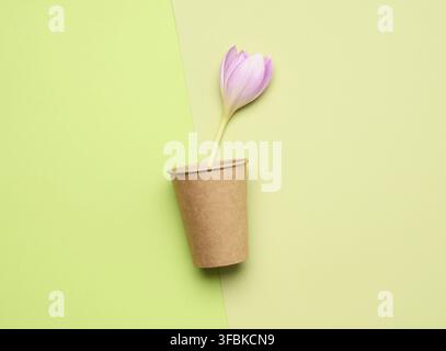 Brown paper cup and purple crocus on green background, flat lay, concept eco-friendly, zero waste Stock Photo