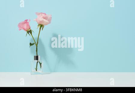 Two pink roses in a glass vase on a blue background, copy space Stock Photo