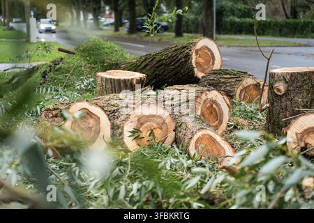 View of freshly cut tree logs piled on the grassy roadside with foliage and a blurred road in the background in Riga, Latvia. Stock Photo