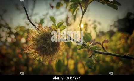 A rose apple produced by the mossyrose gall wasp (Diplolepis rosae), on a branch of a wild rose (Rosa) covered in the fruit, at sunset. A natural sett Stock Photo