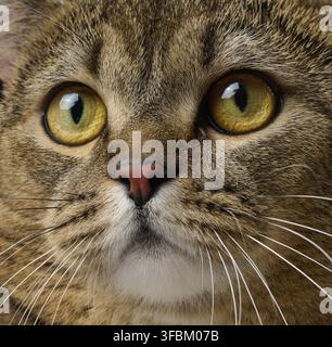 Portrait of an adult gray Scottish straight cat on a black background, close up Stock Photo