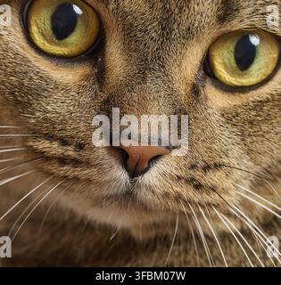 Adult gray cat looking at camera Stock Photo