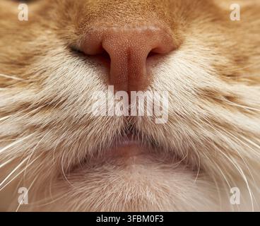 Adult red cat nose and mouth with white mustache, macro, full frame Stock Photo