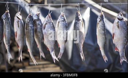 Salted river fish in the scales hanging on an iron hook and dried on a summer day Stock Photo