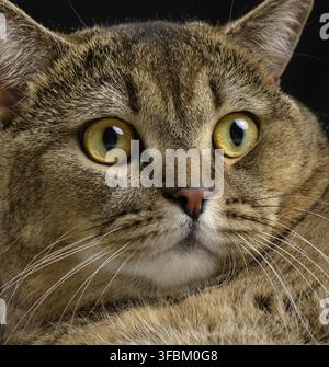 Portrait of an adult gray cat with yellow eyes on a black background, angry muzzle Stock Photo