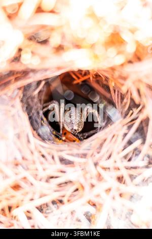 Entrance to a tunnel-web spider web in a sandy habitat on the west ...