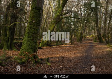 Forest path covered with dried leaves. Trees covered with moss. Tranquil relaxed forest scene Stock Photo