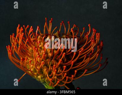 Vibrant Leucospermum with orange-red petals. Dramatic light and depth create a modern, luxurious aesthetic for wall art or posters Stock Photo