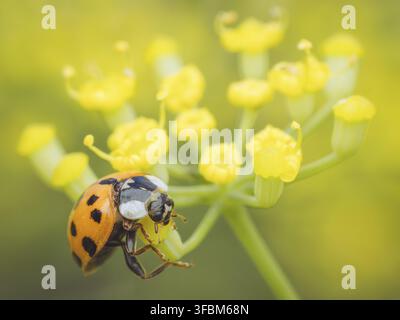 An invasive Harlequin ladybird on Fennel flowers (Harmonia axyridis) Stock Photo