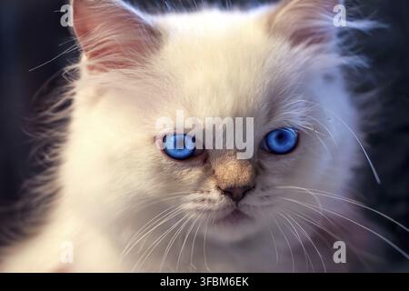A snow white cat with bright blue eyes Stock Photo