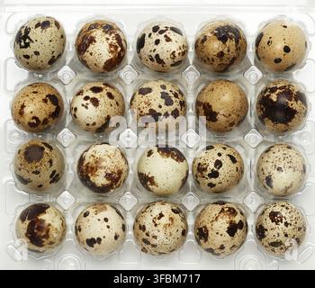 Raw whole quail eggs in a plastic tray, top view, close up Stock Photo