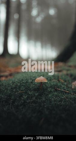 View of a small mushroom growing in a patch of green moss on the forest floor with a misty background in the Czech Republic. Stock Photo