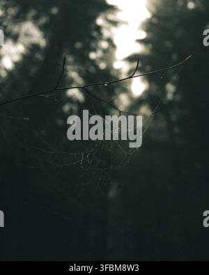 View of a delicate spiderweb covered in morning dew drops hanging from a tree branch in a forest with soft sunlight filtering through the trees in CZ. Stock Photo