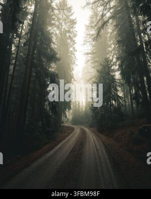View of a dirt road winding through a dense, foggy coniferous forest with tall pine trees and atmospheric light in CZ. Stock Photo