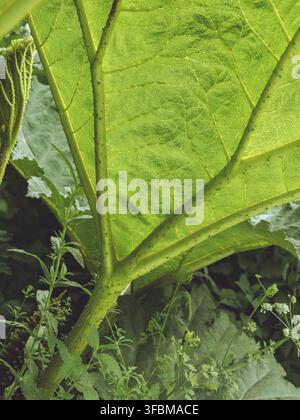 The underside of a giant Gunnera leaf Stock Photo