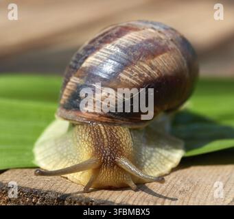 Big brown snail on a green leaf, macro Stock Photo