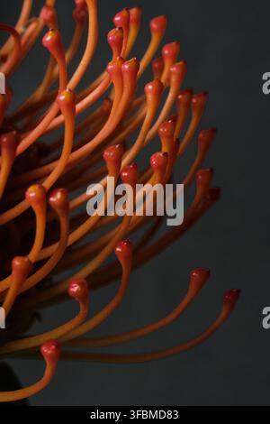 Macro vertical photo of Leucospermum with orange-red petals. Dramatic light and depth create a modern, luxurious aesthetic for wall art or posters  Stock Photo