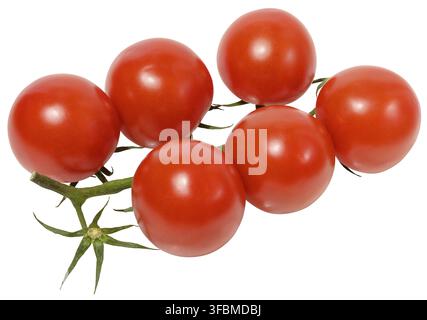 Fresh cherry tomatoes on the vine, isolated background. Juicy red tomatoes with green stems, perfect for salads Stock Photo