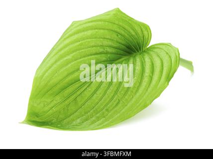 Green leaf of hosta plantain with water drops isolated on white background, close up Stock Photo