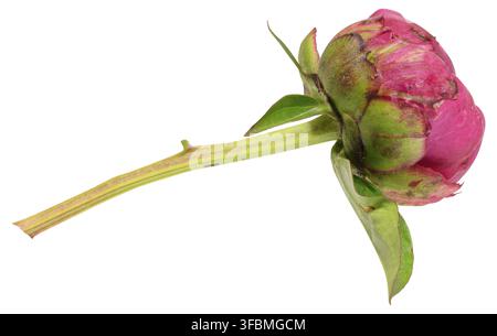 Unopened bright pink peony bud with green leaves, isolated background Stock Photo