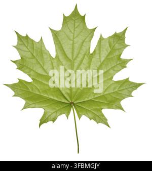 Green Norway maple leaf on isolated background, back side Stock Photo