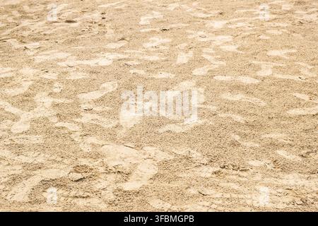 Textured sandy ground after rainfall with many shoe footprints and small cracked dry areas. Natural outdoor surface showing wet and drying sand, human Stock Photo