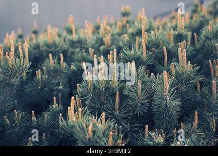 Branches of a creeping pine close-up. Background texture of fluffy tree branches. The concept of Christmas wallpaper. Festive background and nature. P Stock Photo