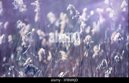 Landscape with dry reeds on the river bank Stock Photo