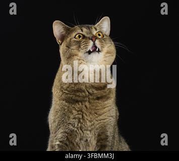 Cute adult gray cat scottish straight cat sits on a black background and looks up Stock Photo