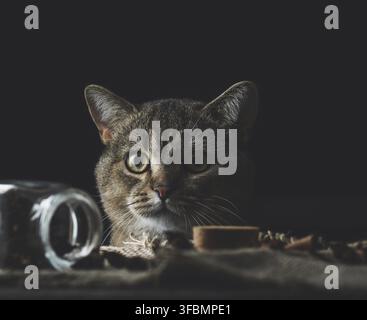 Portrait of a gray adult Scottish Straight cat on a black background Stock Photo