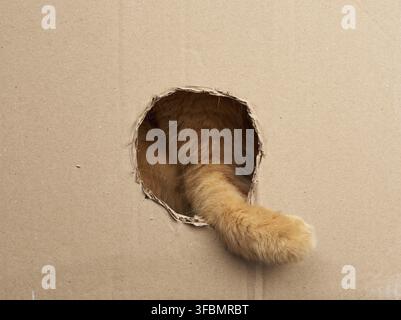 Red adult cat put his paw into a round hole in a brown cardboard box, cute playful animal Stock Photo