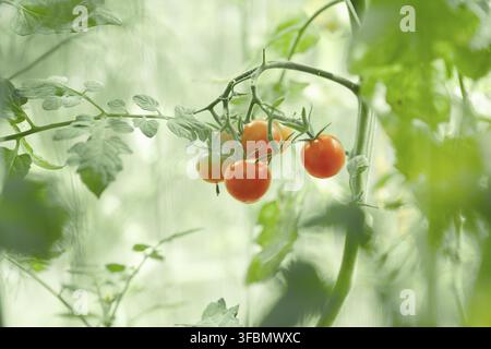 Selective focus on cherry tomatoes growing in a greenhouse. A fresh bunch of red natural tomatoes on a branch in an organic vegetable garden. Blurred Stock Photo