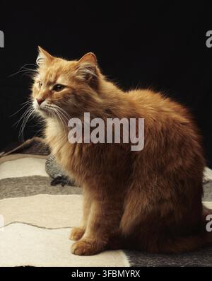 Adult red cat with white mustache sits on a woolen blanket, dark background Stock Photo
