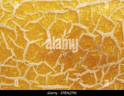 Yellow ripe melon texture, full frame, close up Stock Photo