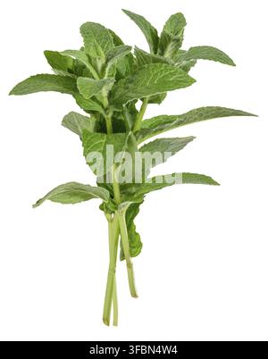 Branch of fresh mint with green leaves on isolated background Stock Photo