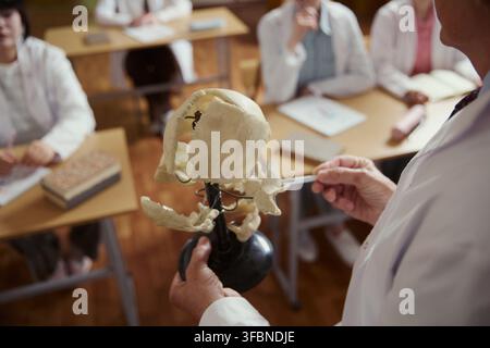 Middle aged male professor holding human skull model during anatomy lecture for medical students. Image suitable for university brochures and healthcare education marketing, high angle view Stock Photo