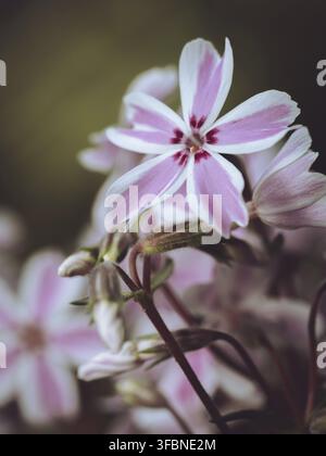 Phlox subulata Candy Stripe flowers Stock Photo
