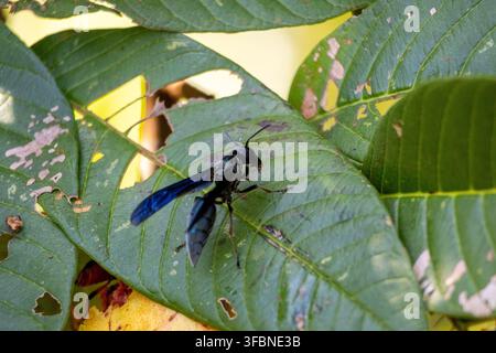 Close-up of a huge guava hanging on the tree branch with big leaves in the surroundings Stock Photo