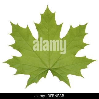 Green Norway maple leaf on isolated background, close up Stock Photo