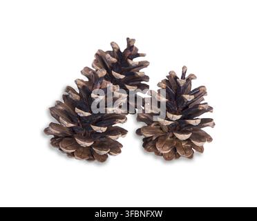 Three brown dry pine cones isolated on white background Stock Photo